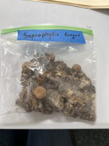 2025 - September - Nature's Hidden Garden Helpers