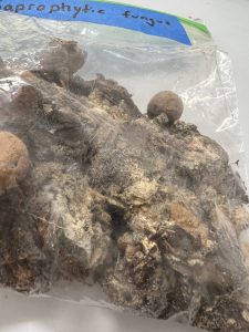 2025 - September - Nature's Hidden Garden Helpers