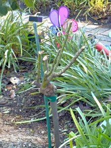 2026 - February - Pruning Demonstration