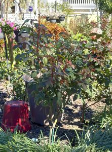 2026 - February - Pruning Demonstration