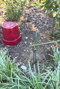 2026 - February - Pruning Demonstration