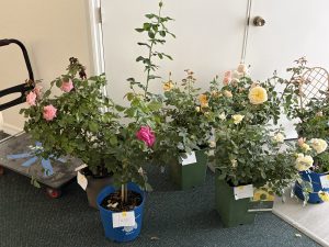 2026 - May - Roses 101